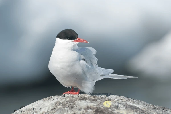 Antarctic Tern (Sterna vittata)