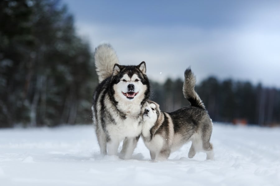 Do Alaskan Malamutes need coats in winter?