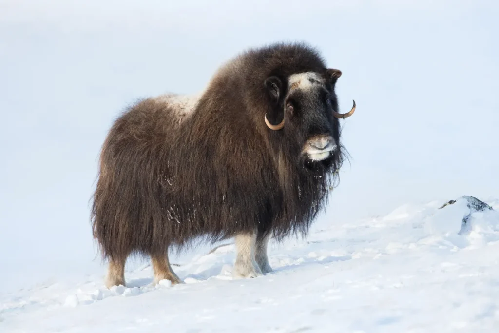 Examples of Animals That Thrive in Cold Regions