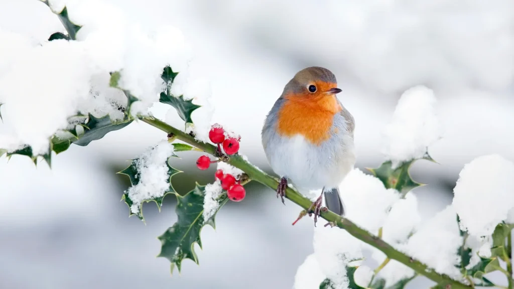 How Birds Survive Cold Weather