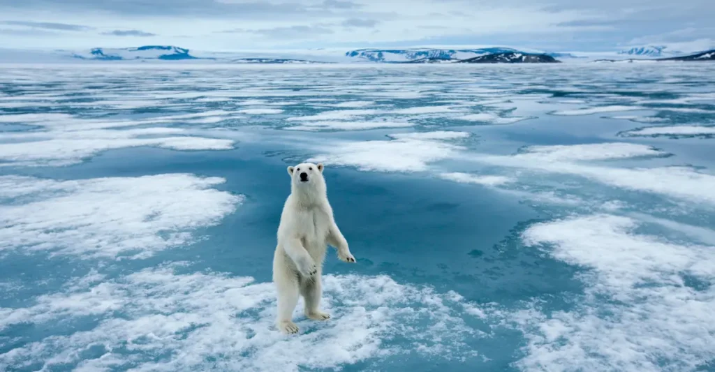 Impact of Climate Change on Cold-Climate Animals