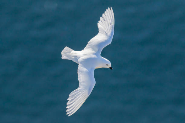 Snow Petrel (Pagodroma nivea)