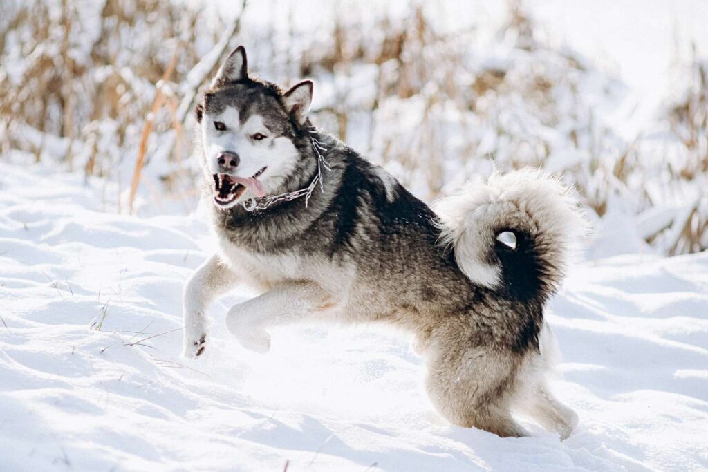 Understanding Alaskan Malamutes’ Cold Tolerance