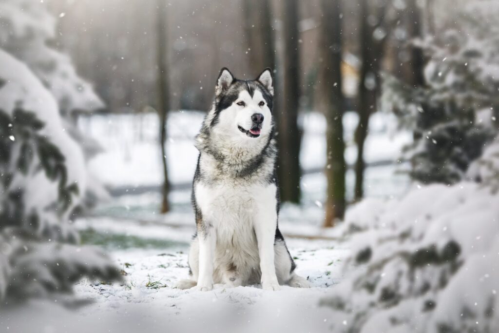 Winter Care Tips for Alaskan Malamutes