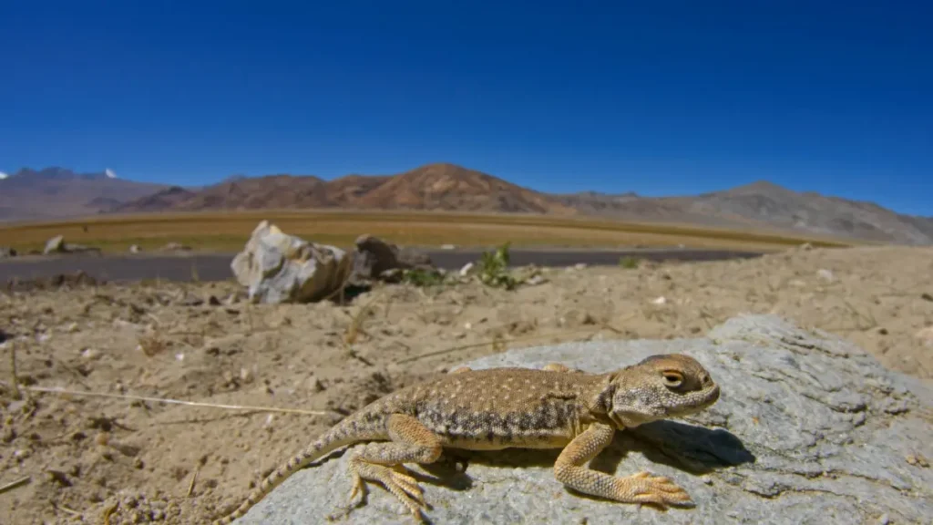 5. The Toad-Headed Agama (Phrynocephalus theobaldi)
