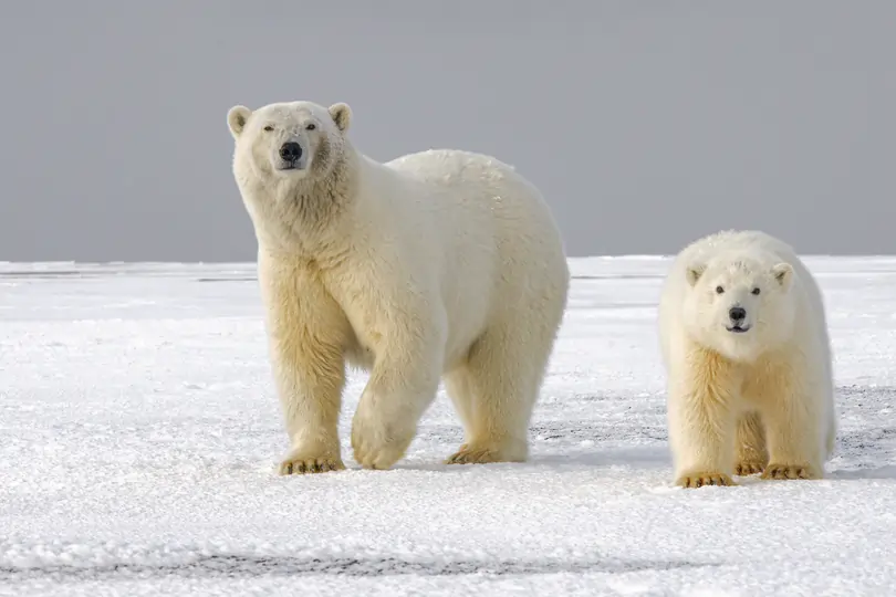 Adaptations Beyond Physical Traits