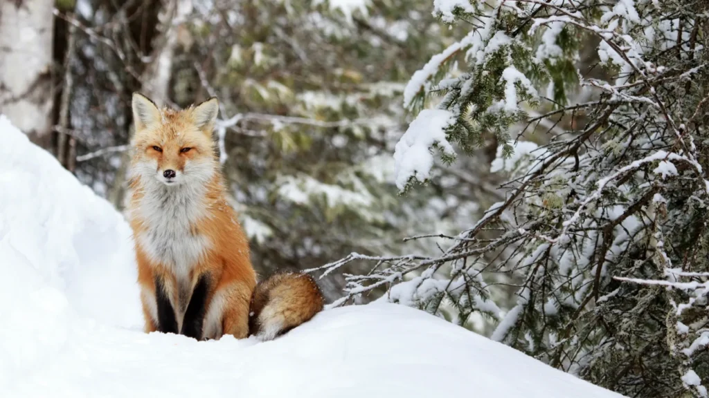 How Do Animals Survive in the Cold?