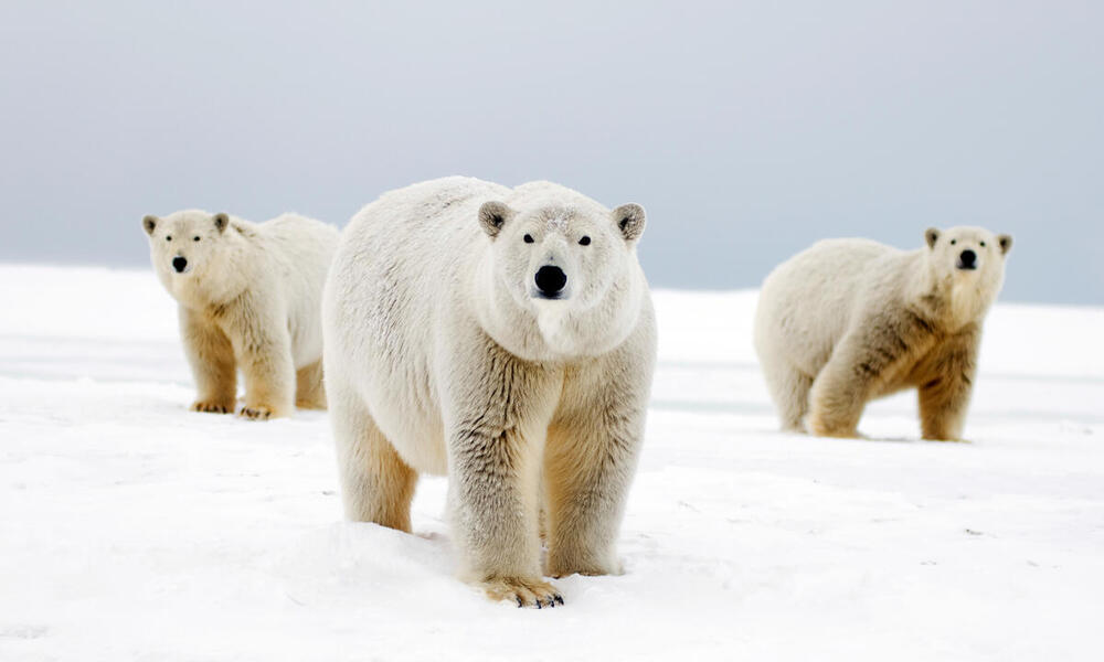 Interesting Facts Cold Climate Animals