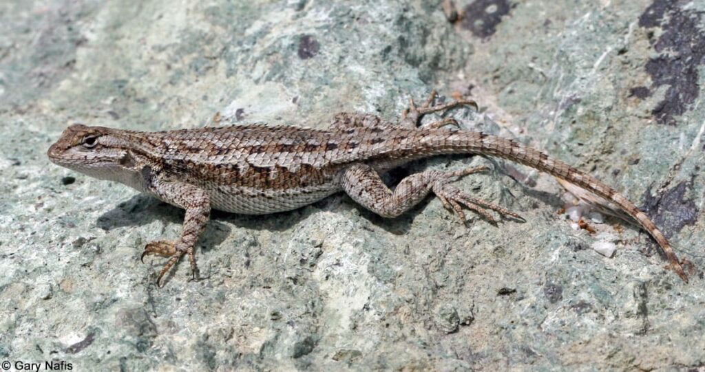 Understanding Lizards in Cold Climates