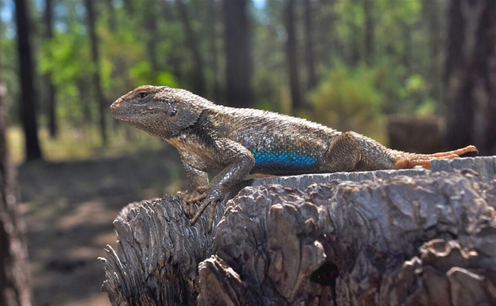 Why We Rarely See Lizards in Cold Climates