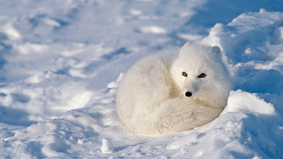 cold climate animals