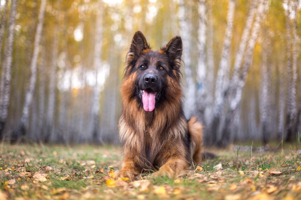 Long Hair German Shepherds