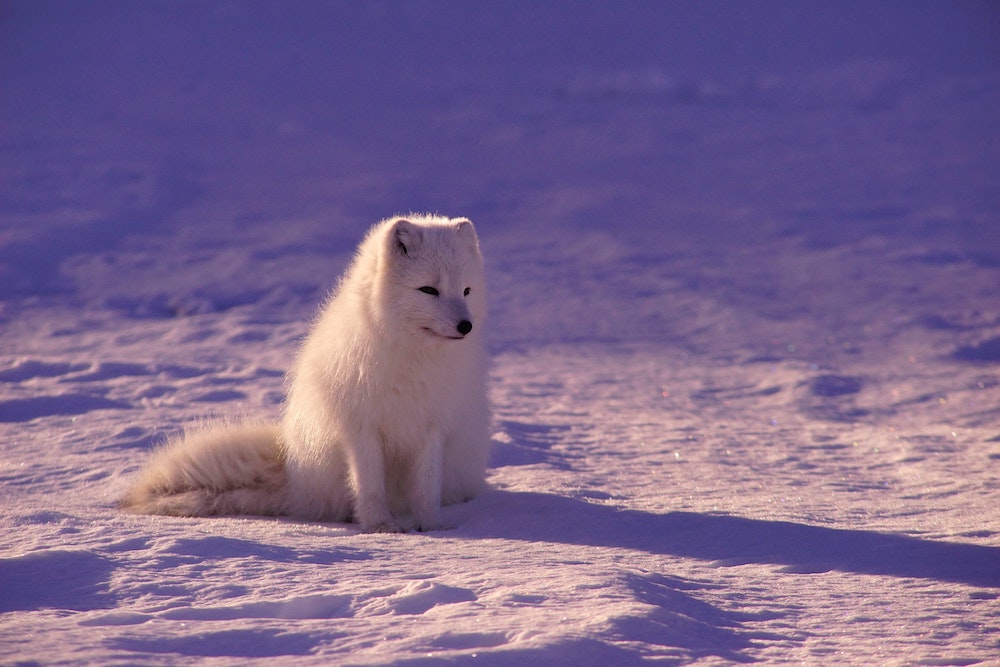 Why Do Arctic Foxes Live in Cold Places? Why Do Arctic Foxes Live in Cold Places?