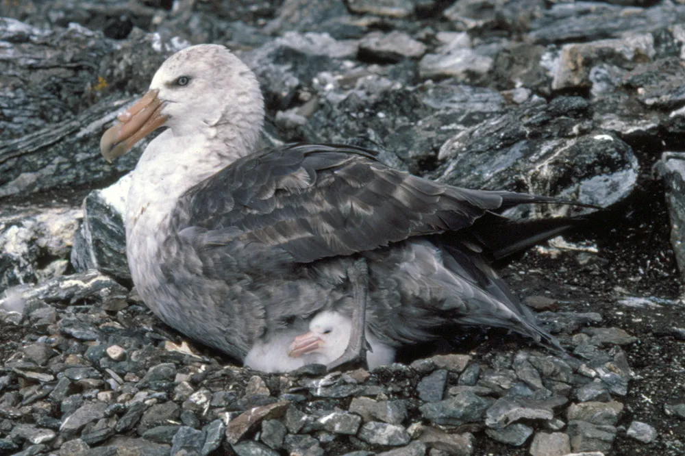 Adaptations to Extreme Environments