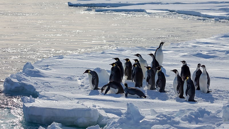 Climate Change and the Future of Emperor Penguins
