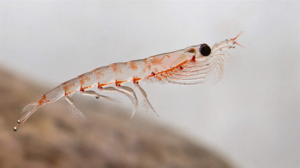 Conservation Efforts and the Future of Krill