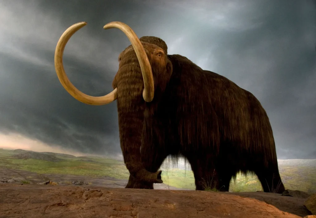 Fun Woolly Mammoth Facts for Kids Fun Woolly Mammoth Facts for Kids