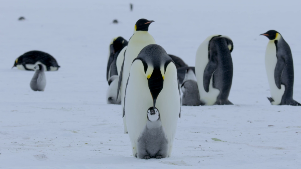 Life in Antarctica: A Brutal Environment