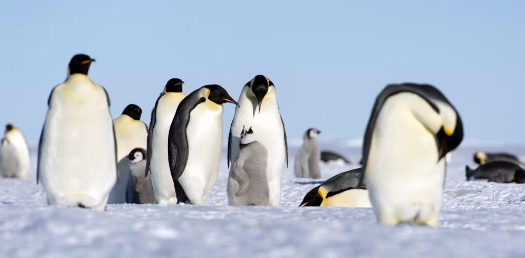 Not All Penguins Live in the Cold