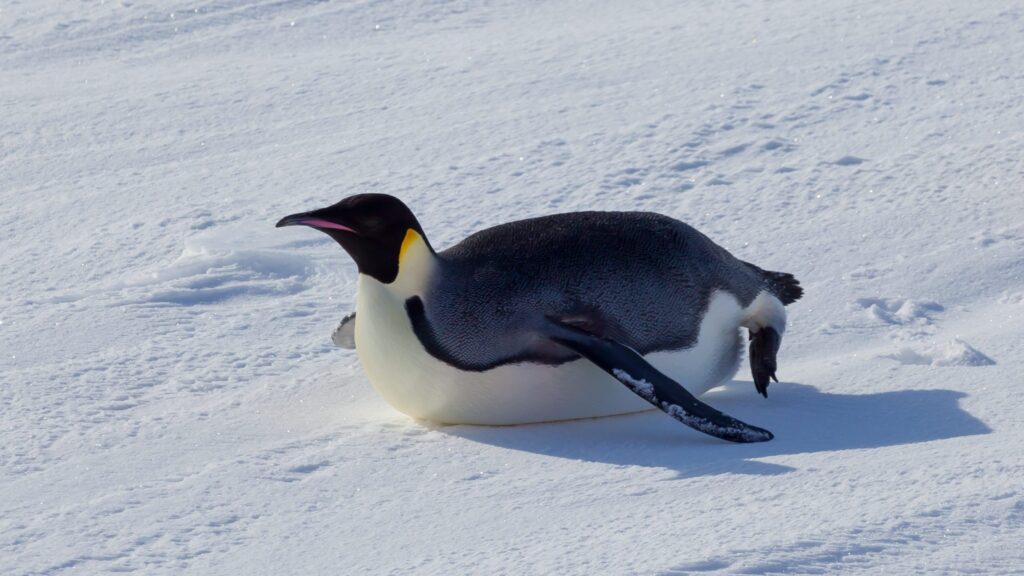 Penguins Love to Slide on Their Bellies