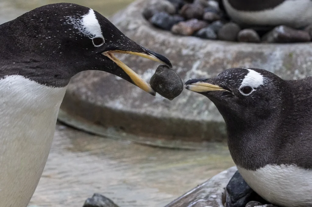 Penguins Propose with Pebbles