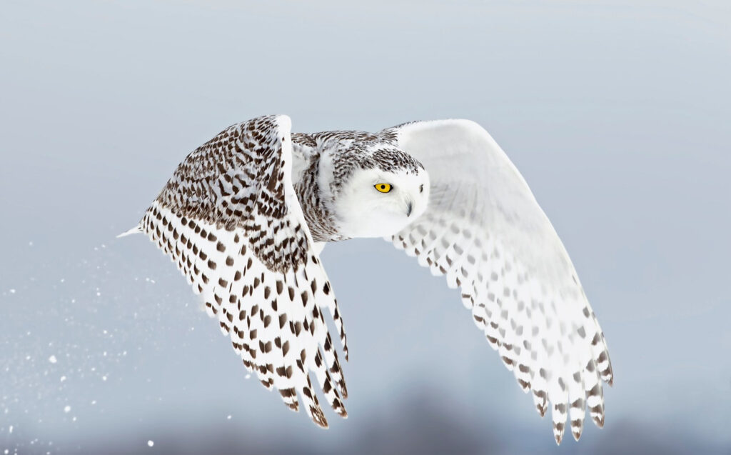 The Arctic Tundra: A World of White