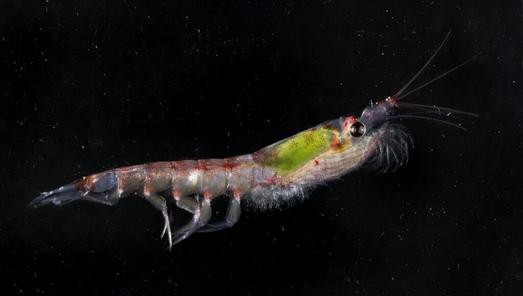 What Are Antarctic Krill?