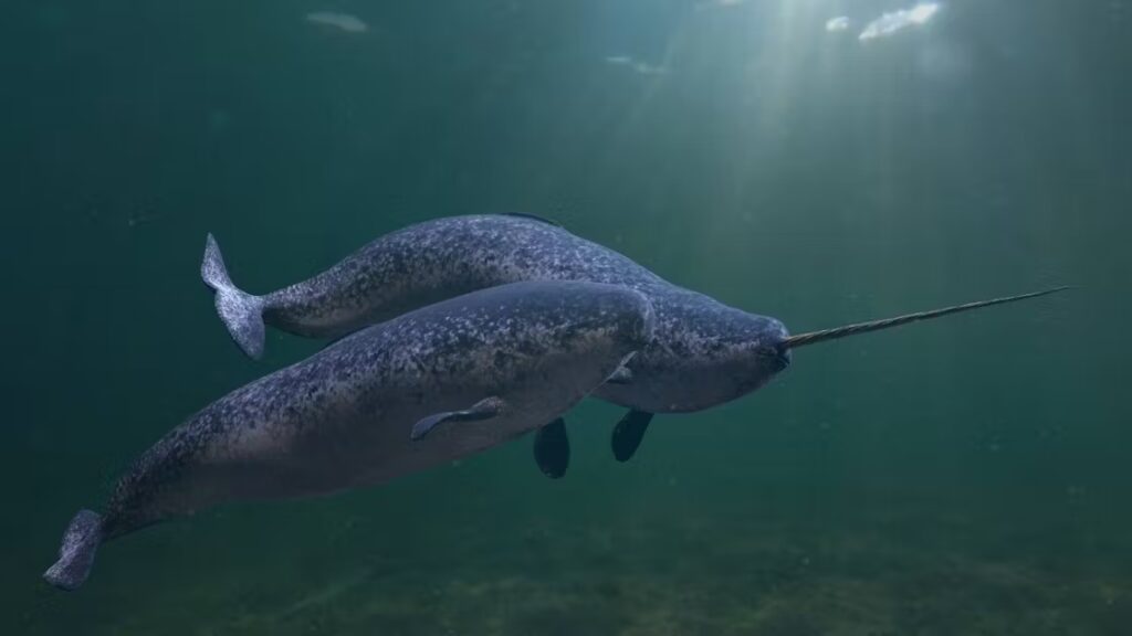 What Is a Narwhal?