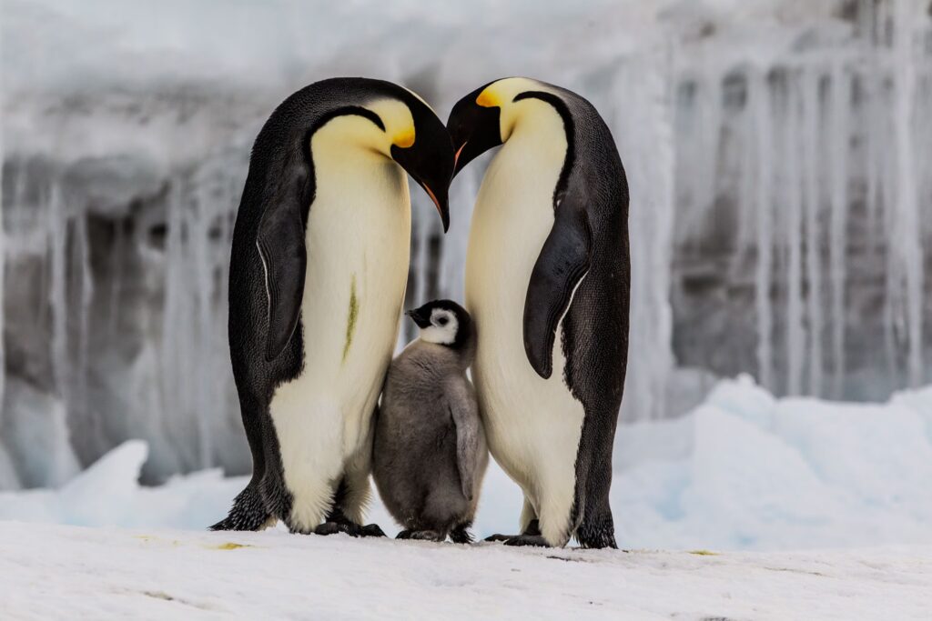 What Is the Survival Rate of the Emperor Penguin?
