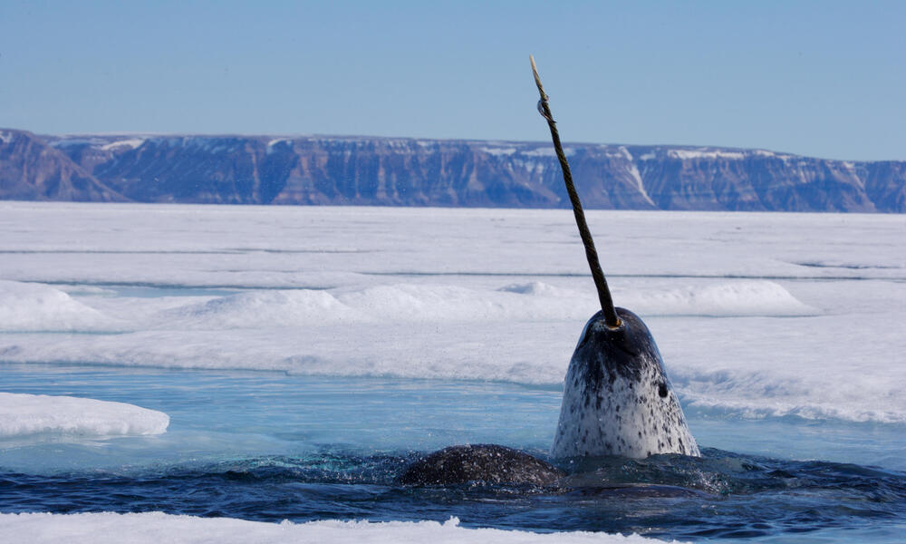 What Threats Do Narwhals Face Today?