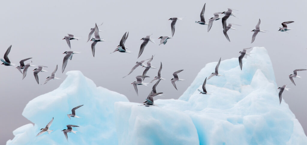 Witnessing the Migration: Opportunities for Travelers