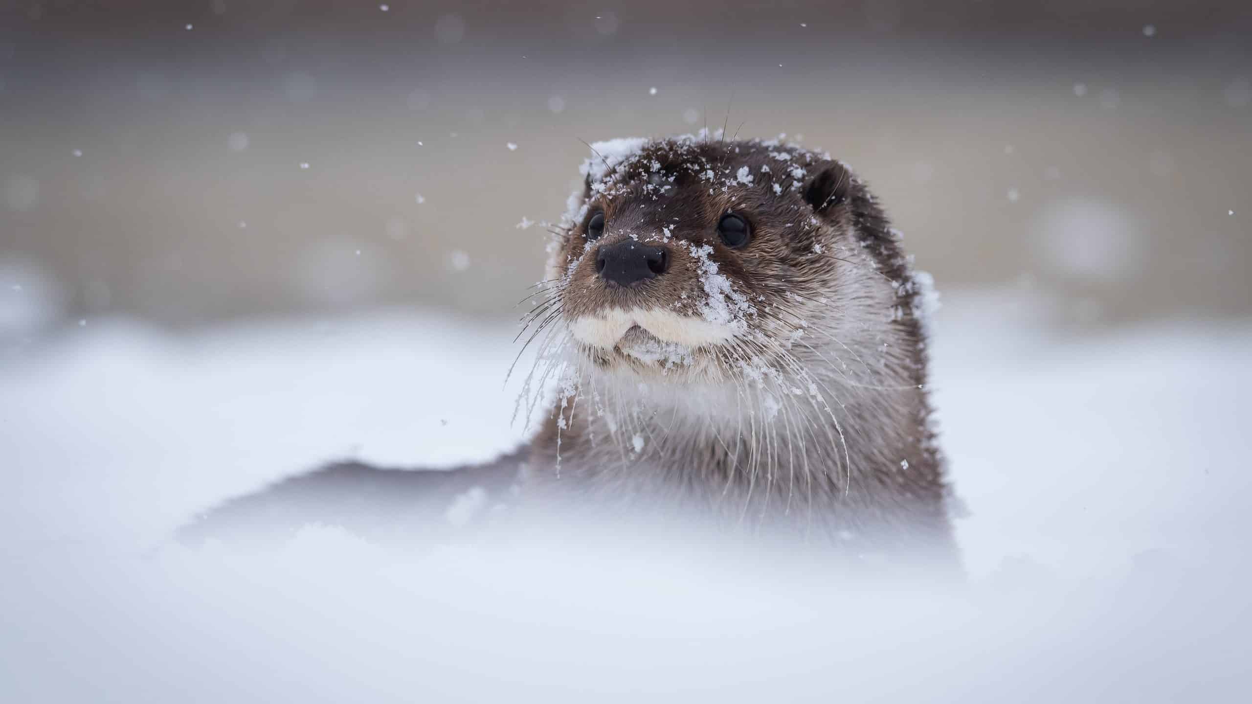 animals that can survive extreme cold
