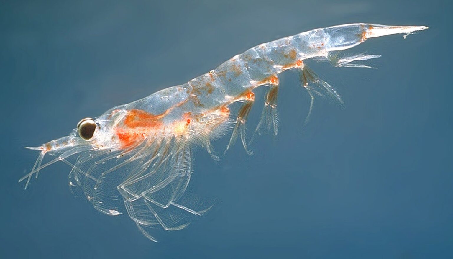 antarctic krill importance