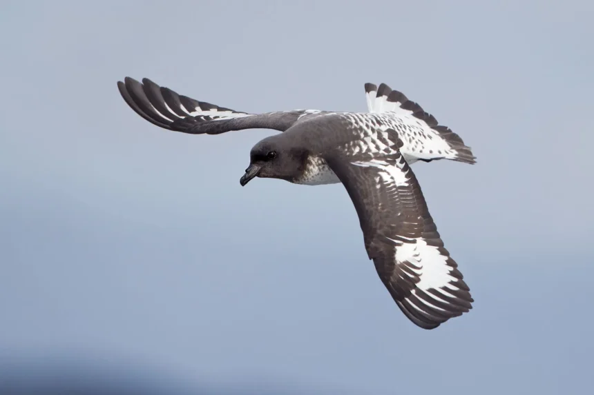 antarctic petrel facts