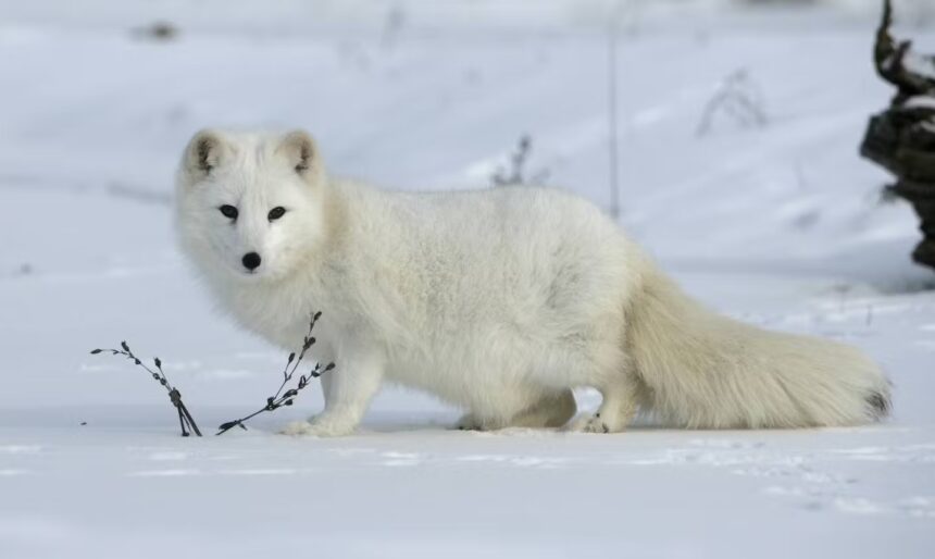 arctic fox adaptations
