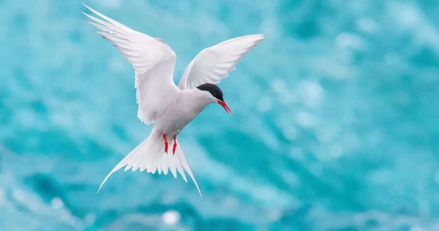 arctic tern migration