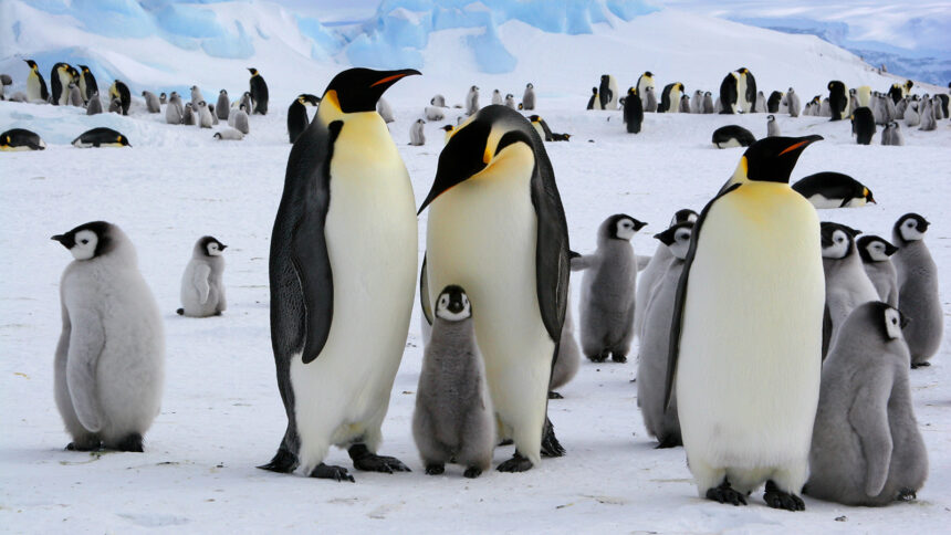 emperor penguin survival