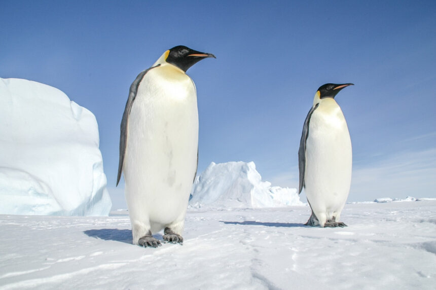 fun facts about penguins