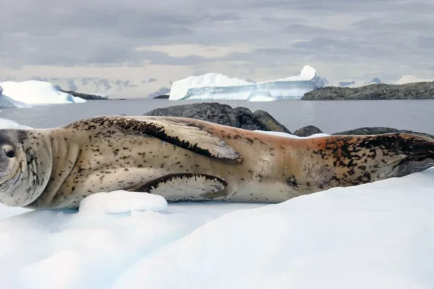 leopard seal facts