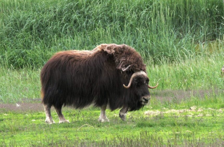 musk ox facts