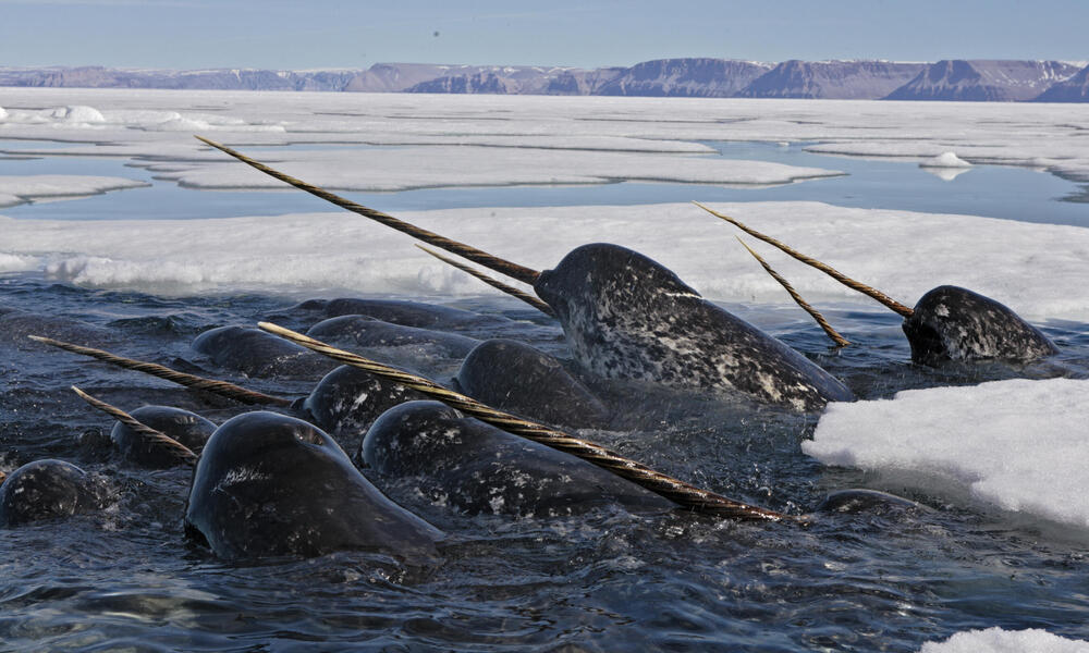 narwhal facts