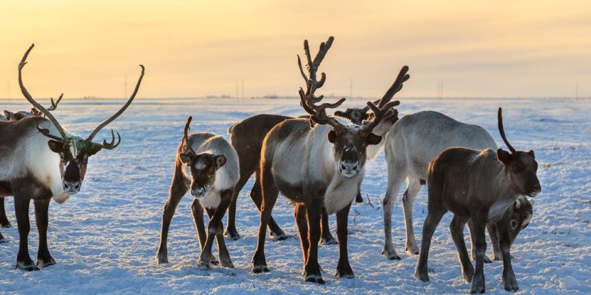 reindeer migration patterns