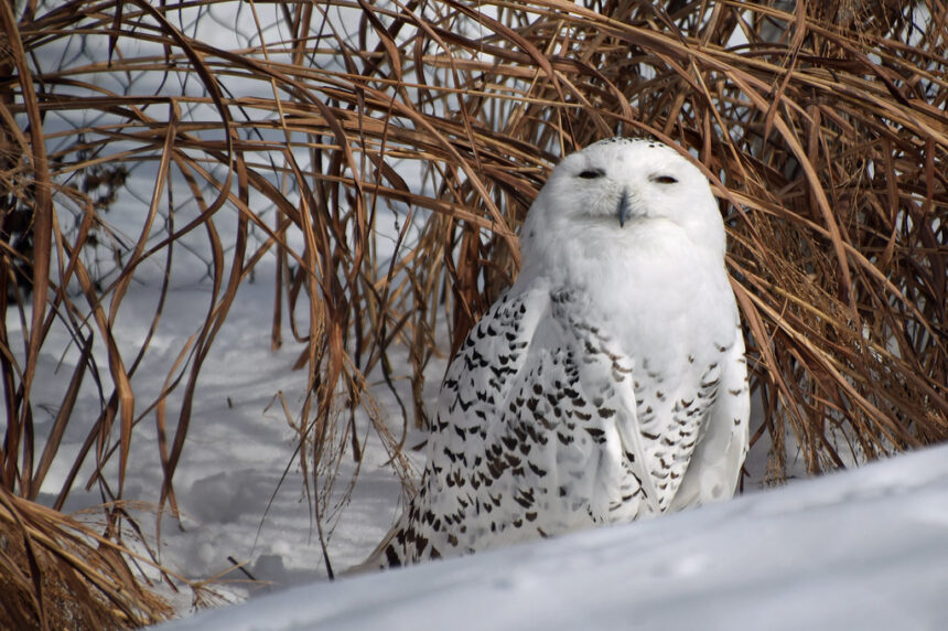 snowy owl camouflage