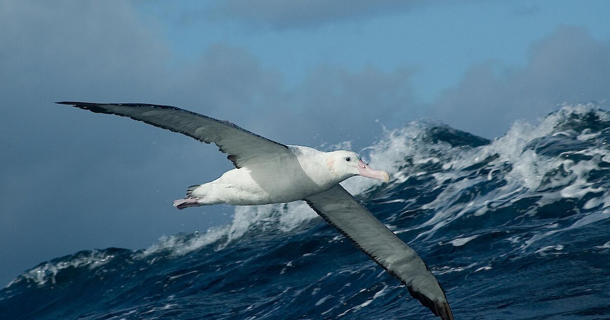 wandering albatross facts
