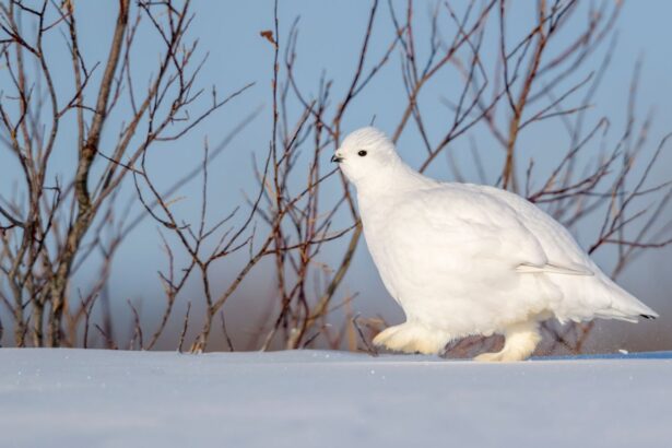 ptarmigan seasonal camouflage