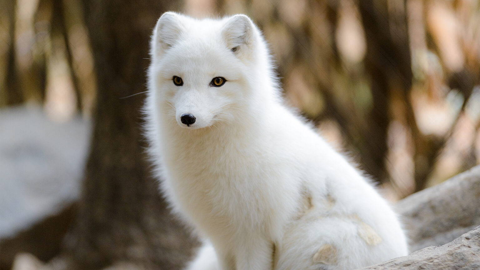 Arctic Fox Adaptations to the Cold