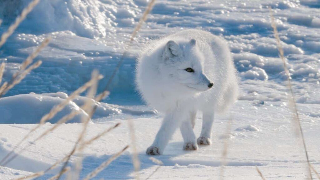 Why Arctic Foxes Are Cold-Weather Champions
