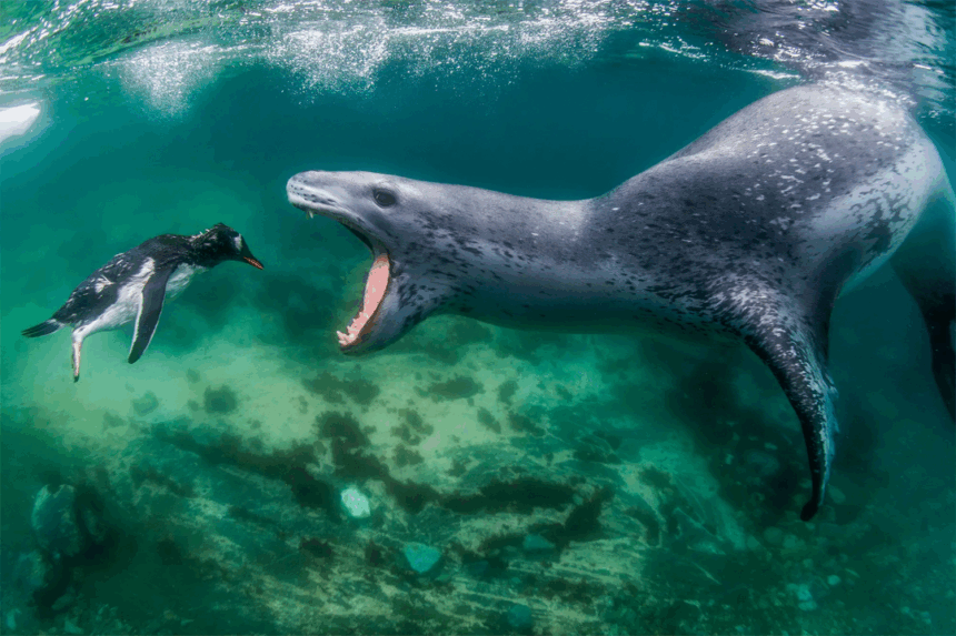 leopard seal predators and prey
